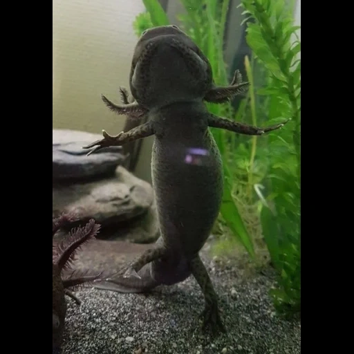 ajolote, axolotle es negro, corriente de garrapata de axolotl, acuario de axolotl, axolotl con ojos negros