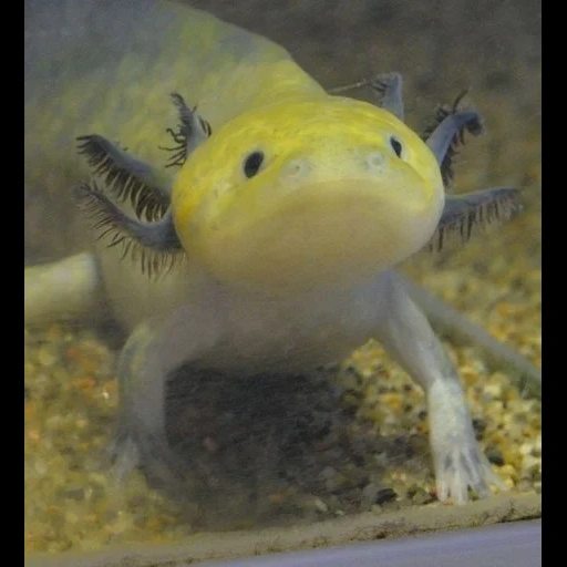 ajolote, pez axolotl, anfoma axolotl, earthovodnoye axolotle, axolotl mexicano blanco