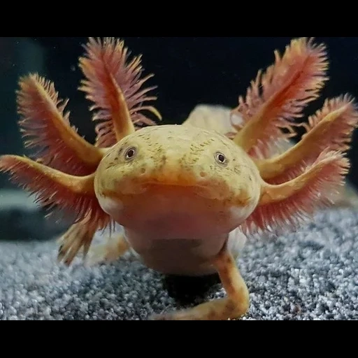 ajolote, pez axolotl, acuario 40 litros, axolotl axolotl, triton aquarium axolotl