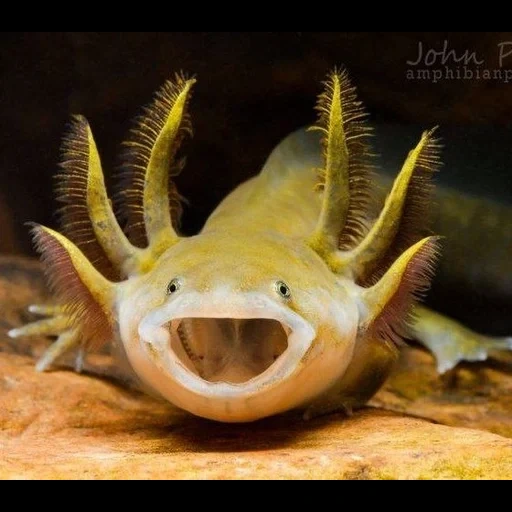 ajolote, pez axolotl, acuario de axolotl, tigre anfomista axolotl, somiki aquarium axolotl