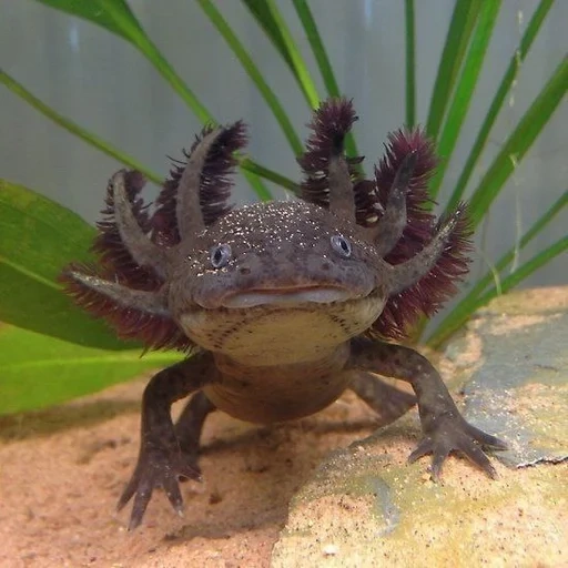 ajolote, axolotl es oscuro, triton axolotl, axolotl adulto, anfoma axolotl