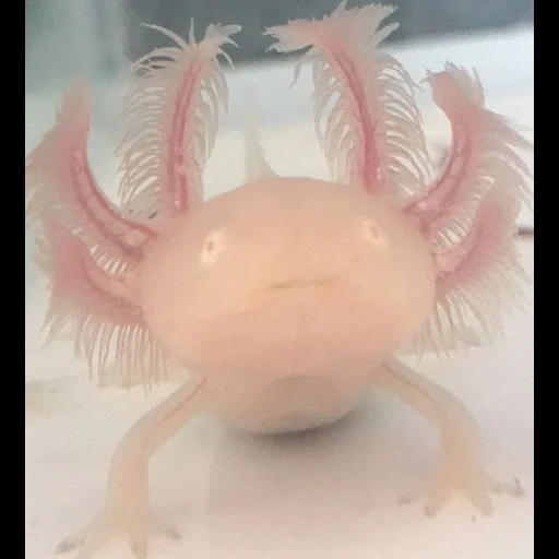 ajolote, axolotl genshin, gran axolotl, axolotl rosa, axolotl albino