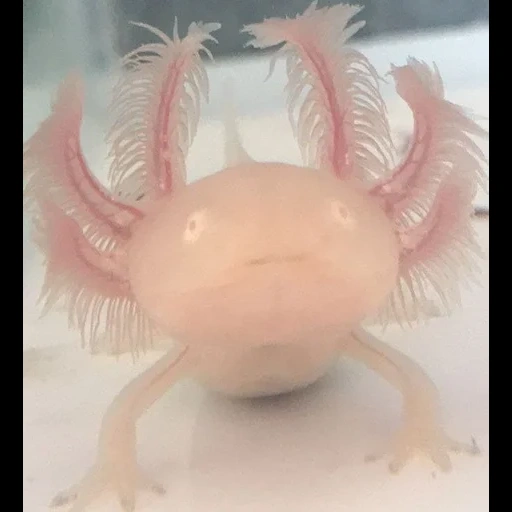 axolotl, axolotl genshin, gros axolotl, axolotl rose, axolotl albinos