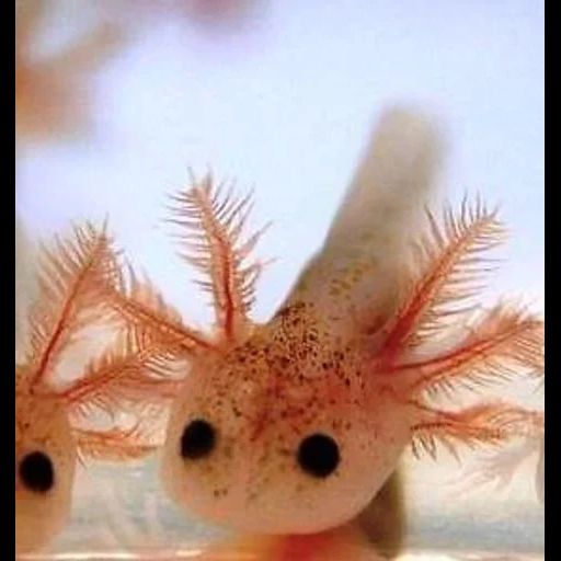 ajolote, dulce axolotl, bebé axolotle, casa de axolotle, animal axolotl