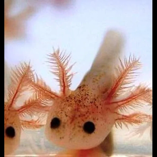 axolotl, sweet axolotl, axolotle bébé, axolotle home, animal axolotl