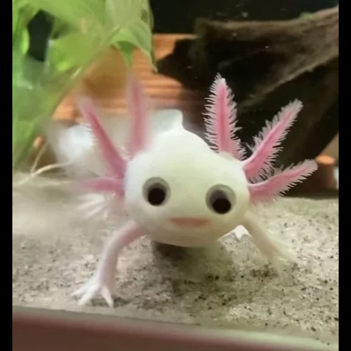 axolotl, poisson axolotl, axolotle est rose, axolotl drôle, axolote