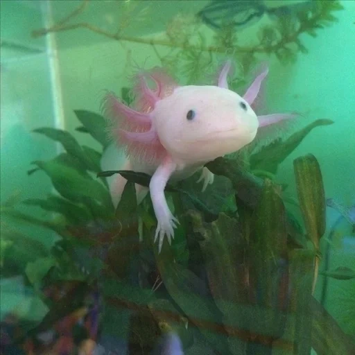 axolotl, axolotl blanc, poisson axolotl, axolotle 128x128, axolote