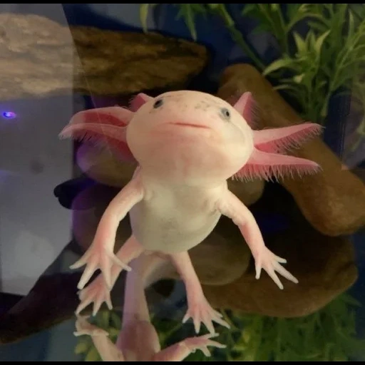 axolotl, dieu axolotl, poisson axolotl, axolotl rose, axolote