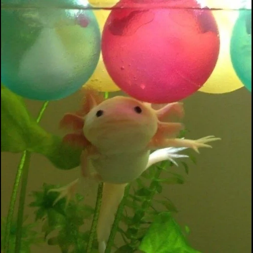 axolotl, poisson axolotl, animal axolotl, axolotl axolotl, petite axolote