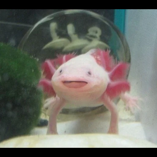 ajolote, pez axolotl, axolotle es rosa, axolotle es pequeño, anfoma axolotl
