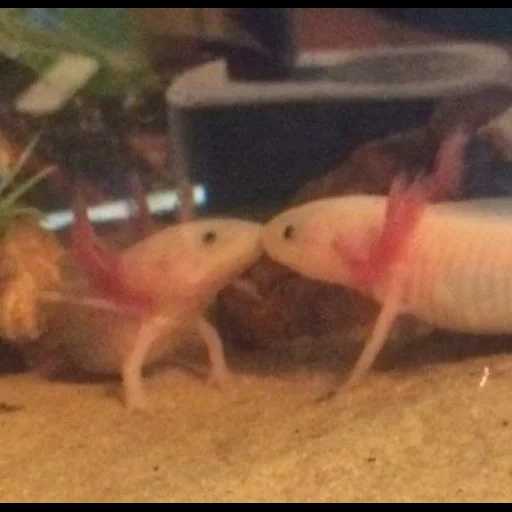 axolotl, poisson axolotl, triton axolotl, axolotle or, axolotle albino doré