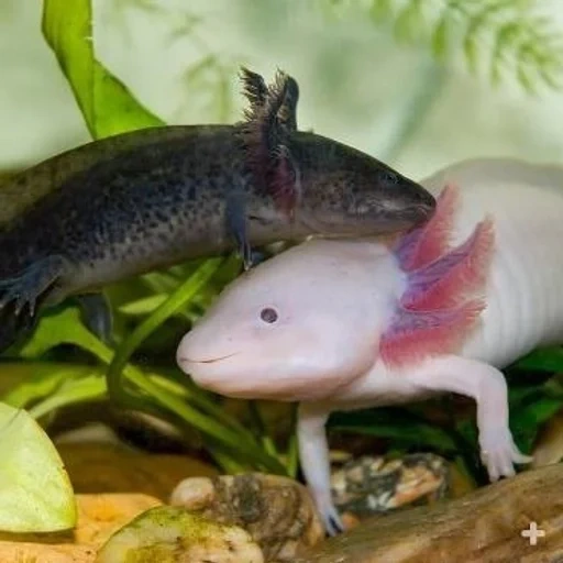 axolotl, poisson axolotl, poisson axolotl, axolotle est rose, axolotl axolotl