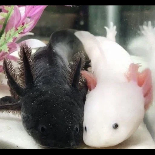 axolotl, poisson axolotl, axolotle est noir, axolotle est rose, axolotle alice axolotl