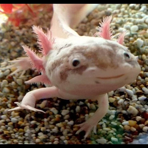 ajolote, pez axolotl, axolotl axolotl, axolotl blanco rojo, axolotle de un ambitoma