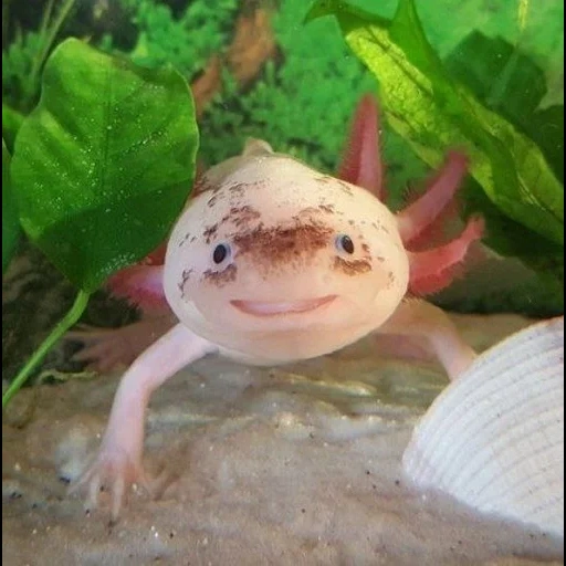axolotl, poisson axolotl, axolotle est rose, axolotl axolotl, axolotl agate dragon