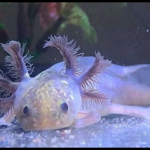axolotl, poisson axolotl, axolotl bleu, dragon de mer axolotl, axolotl dragon d'aquarium