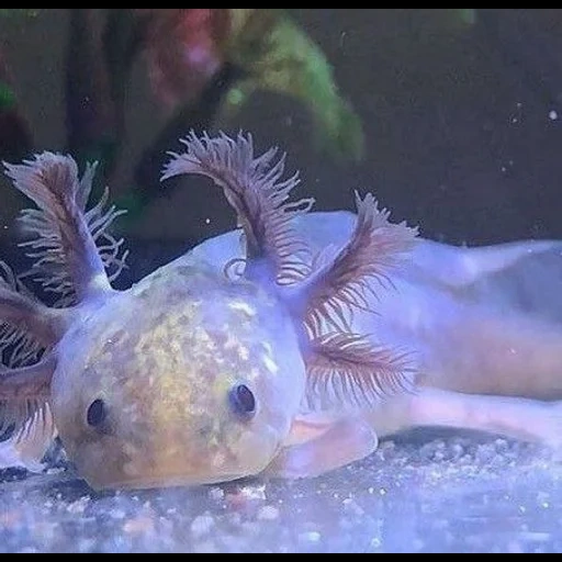 huang jing, ikan berduri kuning, rumput kumis biru, eulaliopsis binata, aquarium eulaliopsis