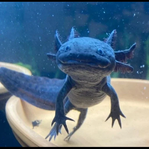 ajolote, ajolote, axolotl es oscuro, axolotl azul, axolotle melanoico