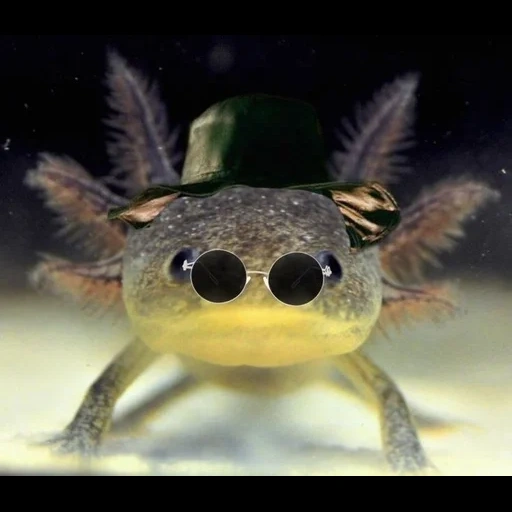axolotl, les animaux sont mignons, axolotle bébé, axolote vert, petit axolotl