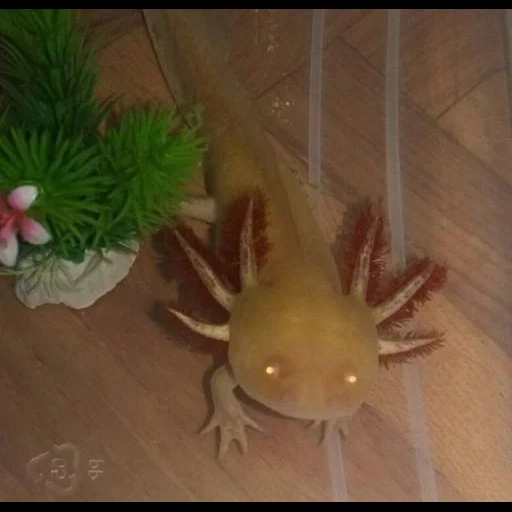 axolotl, axolotle or, axolotl axolotl, petit axolotl, axolotle albino doré