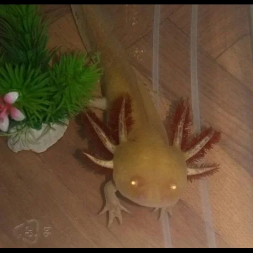 ajolote, oro de axolotle, axolotl axolotl, pequeño axolotl, axolotle albino dorado