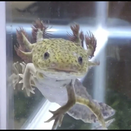 axolotl, axolotl est jaune, lézard axolote, axolote vert, animal axolotl