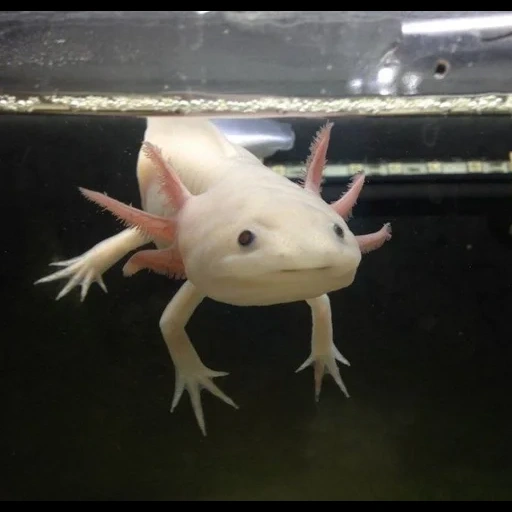 ajolote, pez axolotl, triton axolotl, biología de axolotle, naturalistas de axolotl