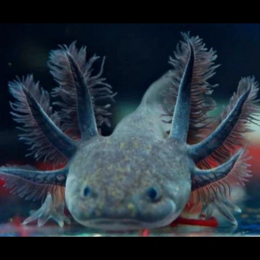 ajolote, axolotle es pequeño, ambistoma de axolotle, axolotl es marrón, axolotl ambistómico