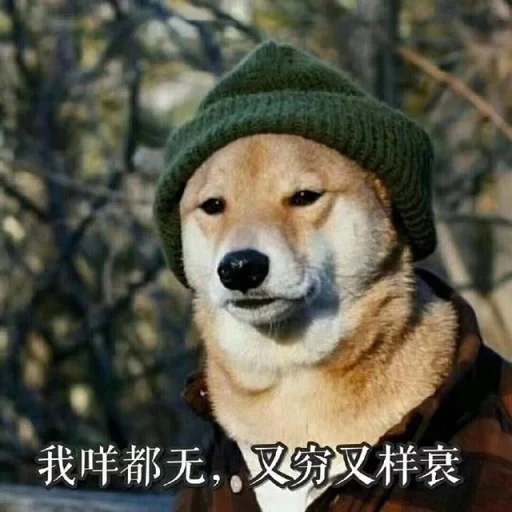 dog hat, dog with a header meme, good boy, dog with a header meme, dog with a header with a cigarette