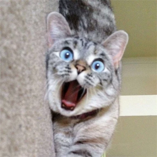 cat, cat vaska, awesome cat, the cats are funny, shocked cat