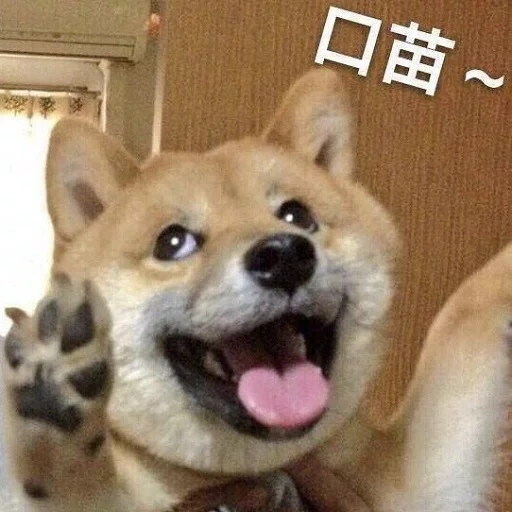 chai perro, shiba inu, perro akita, chai perro, perro riendo