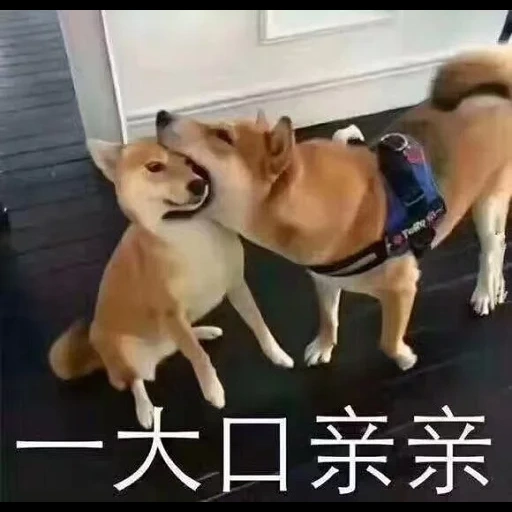 shiba, chai perro, chai perro, shiba inu, 2 perros de leña