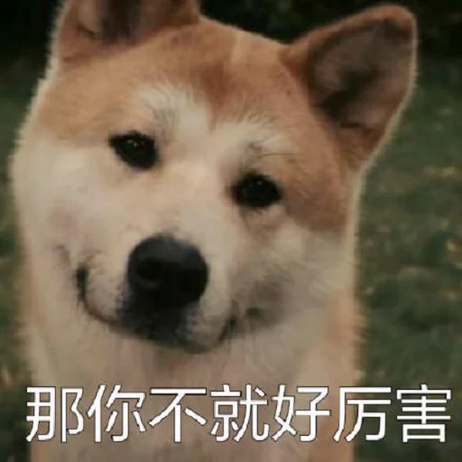 shiba inu, chien hachiko, race hatiko, akita est un chien, akita inu hachiko