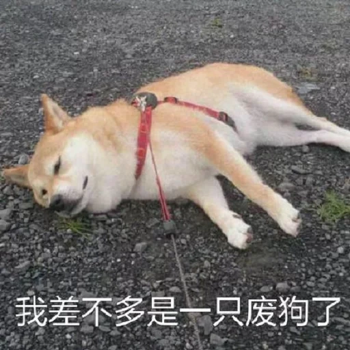 siba inu, shiba inu, akita dog, the dog is tired, siba is a dog