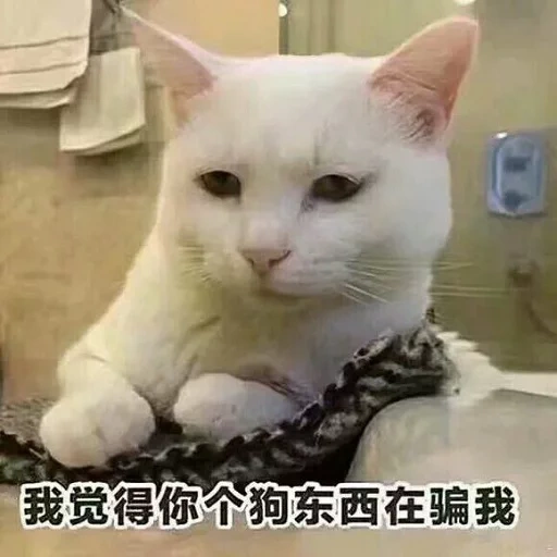 cat, cat, cat barsik, cat larsen, cats are white