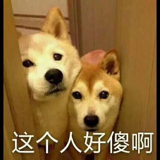 chiens, shiba inu, 2 siba inu, chiot akita, chien akita