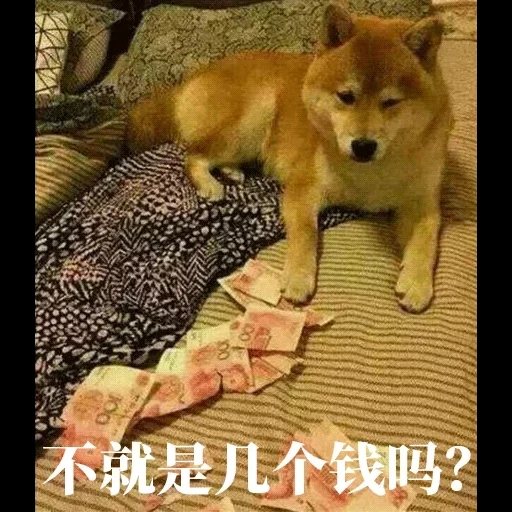 chai perro, chai perro, perro akita, cachorro chai, perro perro akita