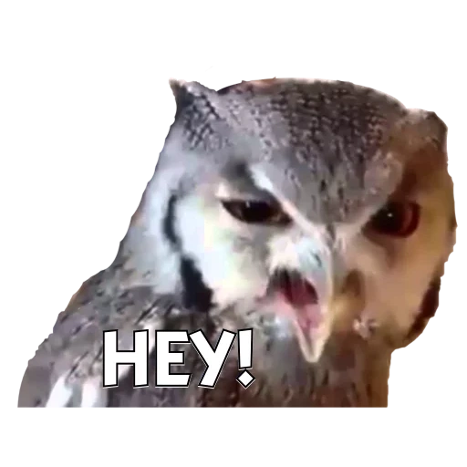 owl, owl hey, owls sneeze, funny owl, crazy owl