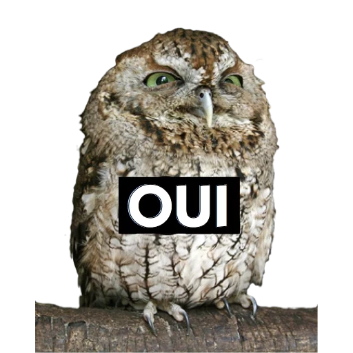 owl, owl, animals, owl meme, little owl