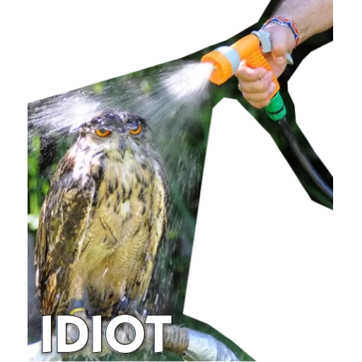 wet owl, funny owl, a ridiculous animal, funny animal photos