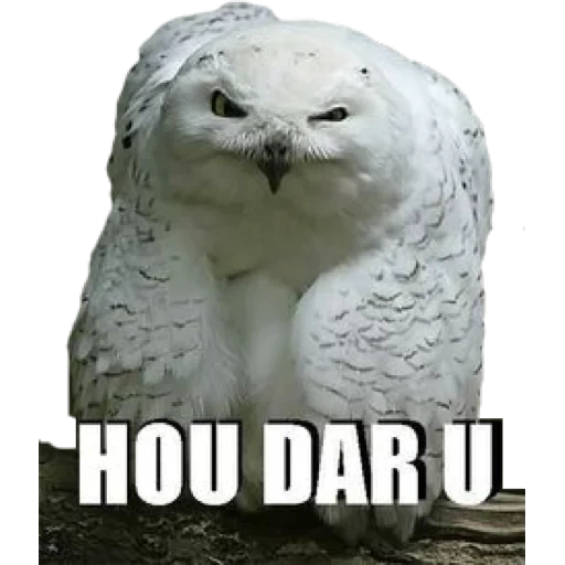 white owl, polaris owl, white owl meme, white owl funny