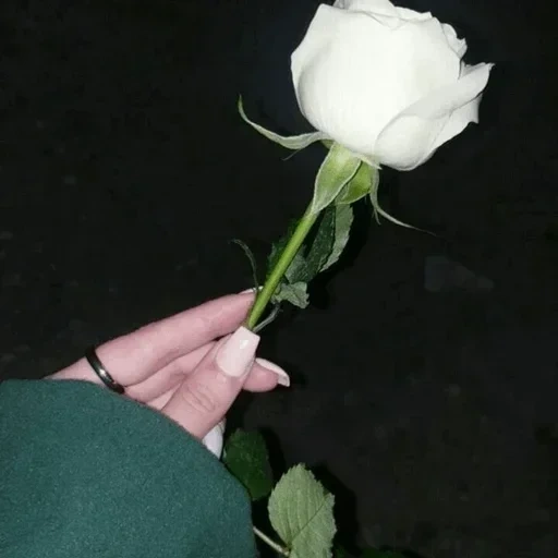 белые розы, роза аваланж, белая роза среди, бутон белой розы, роза прауд эквадор