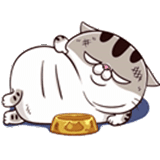 fat cat, жирный кот, ami fat cat, толстый кот, толстый кот ami