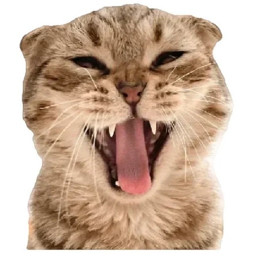 cat, a screaming cat, crazy cat, the cat yawns on a white background