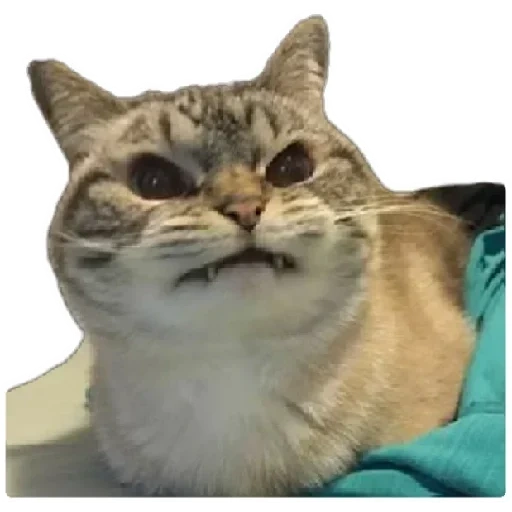 meme cat, evil cat, angli cat, cat rage, satisfied cat memes
