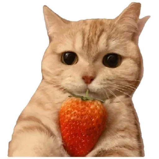 gatos lindos, fresas de gato, una fresa de gatito