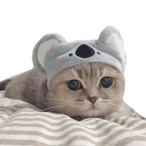 gato fofo, falcões fofos, cabeça de gatinho, chapéu de gato fofo, chapéu de gato fofo