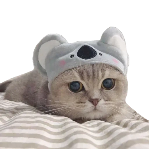 chat mignon, charmant phoque, tête de chaton, chapeau de chat mignon, couvre-tête de chat mignon