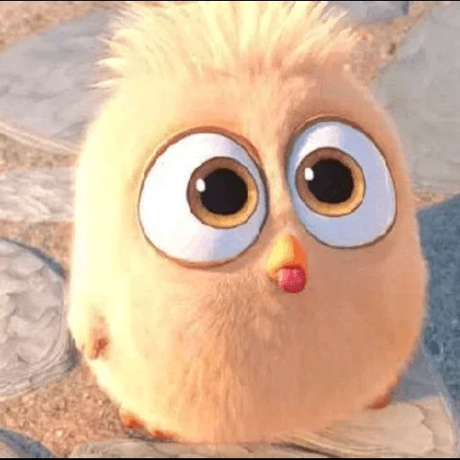twitter, caméras, angry birds, les animaux sont mignons, film angry birds