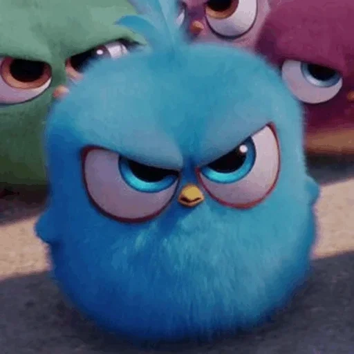 burung-burung pemarah, blue bird engry berds, angry birds of fluffs, angry birds jake jim jim, engry berdz jag jim jim